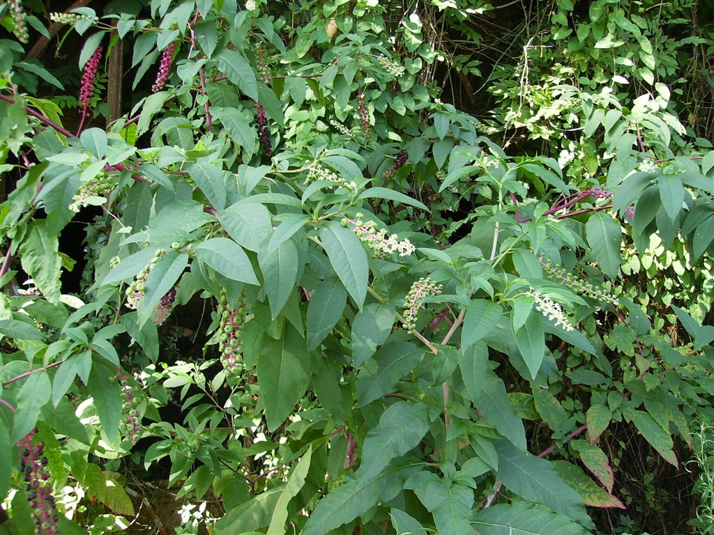 Phytolacca americana